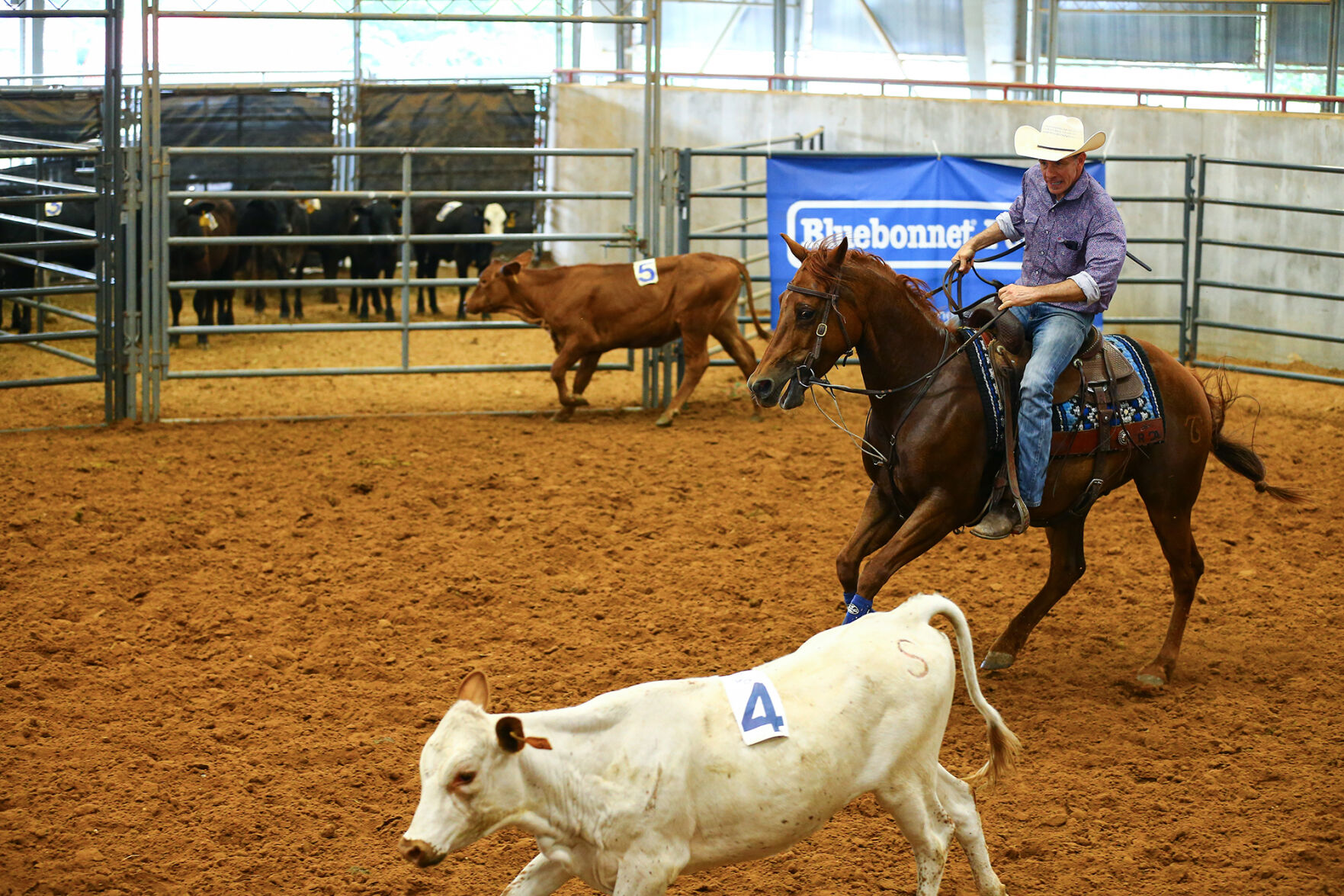 Ranch Sorting of America